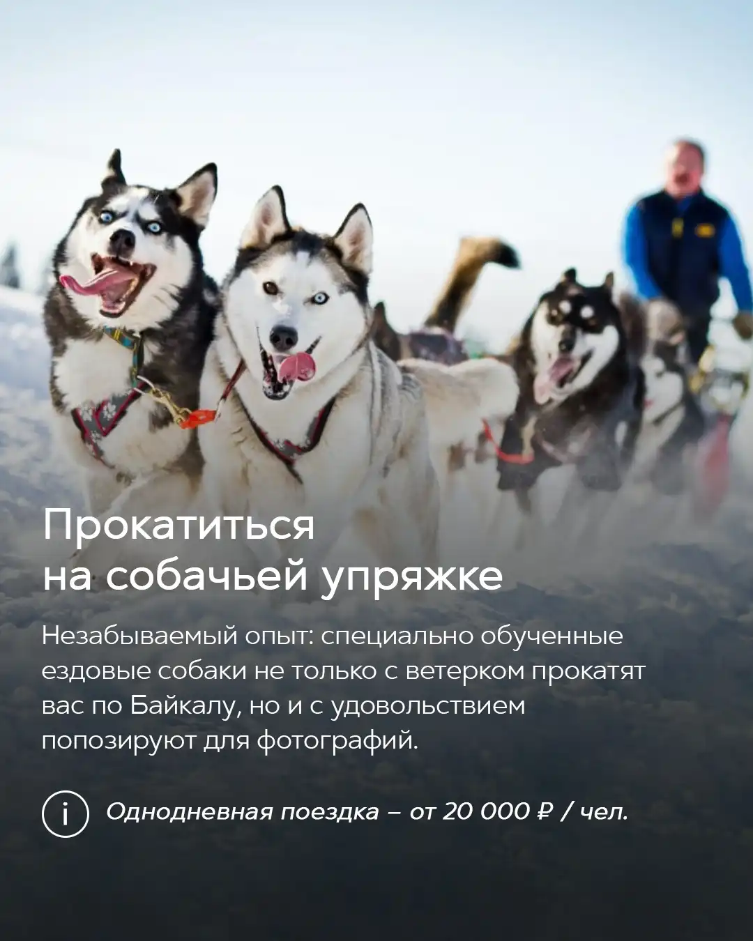 Катание на собачьей упряжке на Байкале
