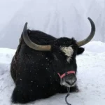 Як в заснеженных горах Домбая