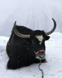Як в заснеженных горах Домбая