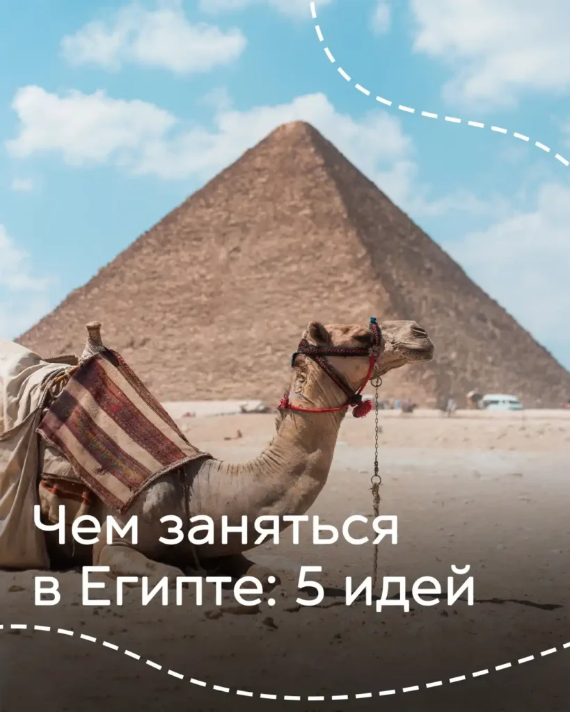 Верблюд лежит на песке на фоне пирамиды Гизы в Египте