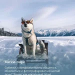 Хаски в солнцезащитных очках сидит на деревянном кресле на фоне заснеженных Кавказских гор, хаски-парк в Красной Поляне
