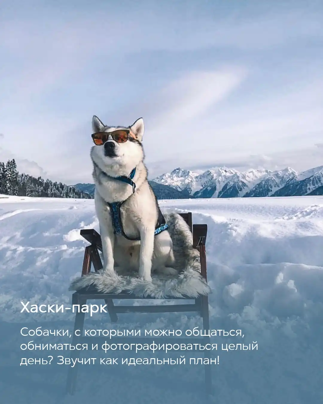 Хаски в солнцезащитных очках сидит на деревянном кресле на фоне заснеженных Кавказских гор, хаски-парк в Красной Поляне